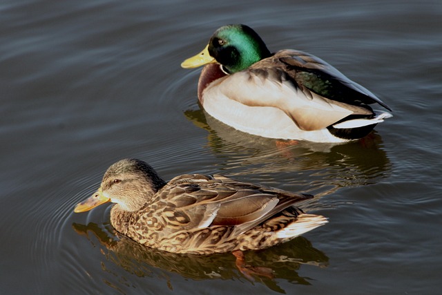 Krydsord for begyndere: En guide til at komme godt i gang
